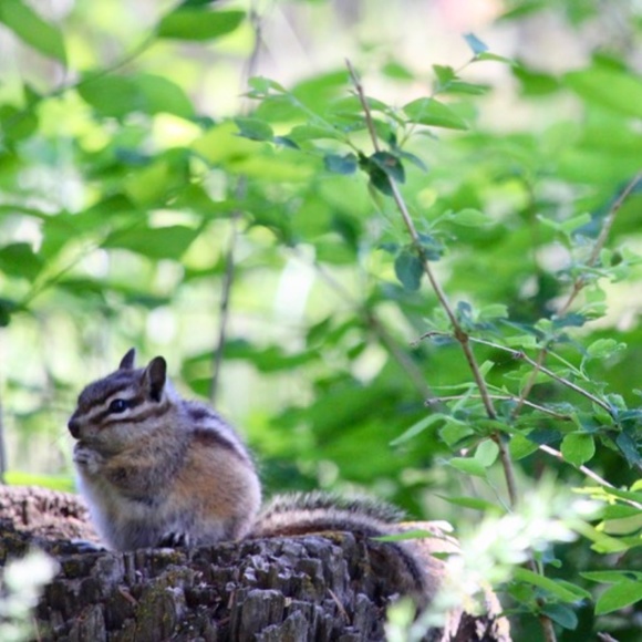 Meet your Posher, Luna - Picture 2 of 15